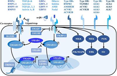 The Roles of TGF-β Signaling in Cerebrovascular Diseases